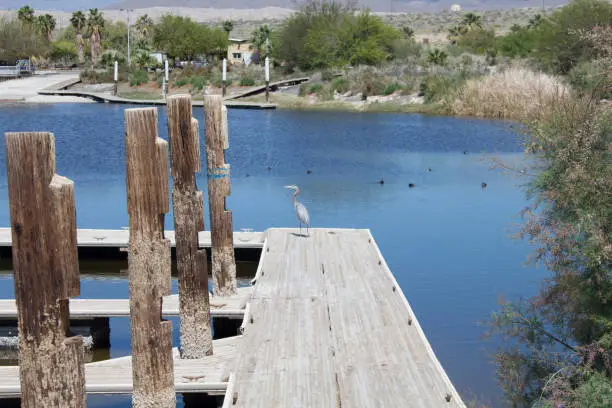 Blue Heron sitting on dock during the day at Salton Sea.