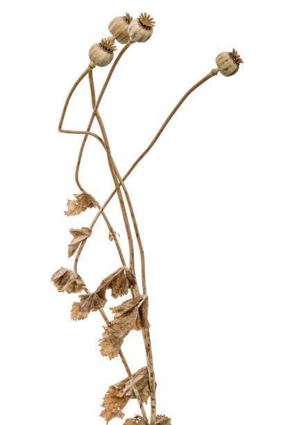 istock Dried poppy box and stems, isolated on white background 823017984