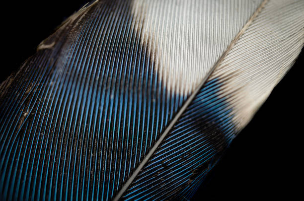 istock Macrophotograph of a portion of a single Blue Jay Feather angled on a black background 823019940