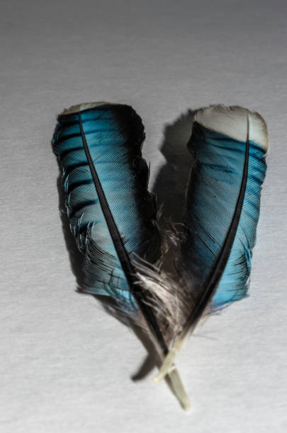 istock Vertical Macrophotograph of two Blue Jay Feathers on a white background 823019942