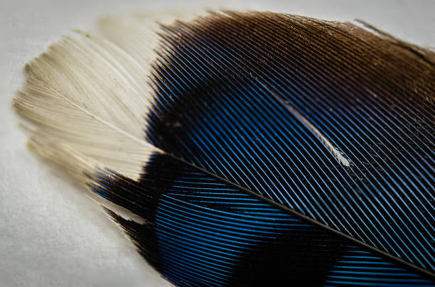istock Macrophotograph of a single Blue Jay Feather tip angled on a white background 823019970