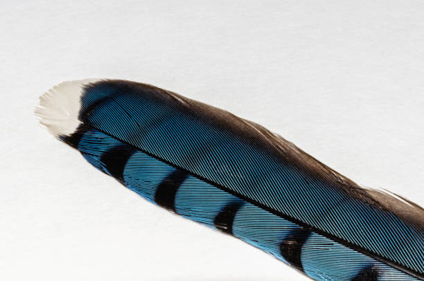 istock Macrophotograph of a single Blue Jay Feather angled on a white background 823020072