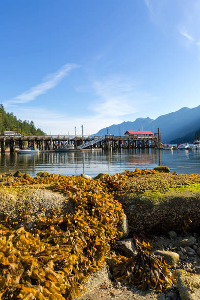 istock Low Tide at Horseshoe Bay BC 823026784