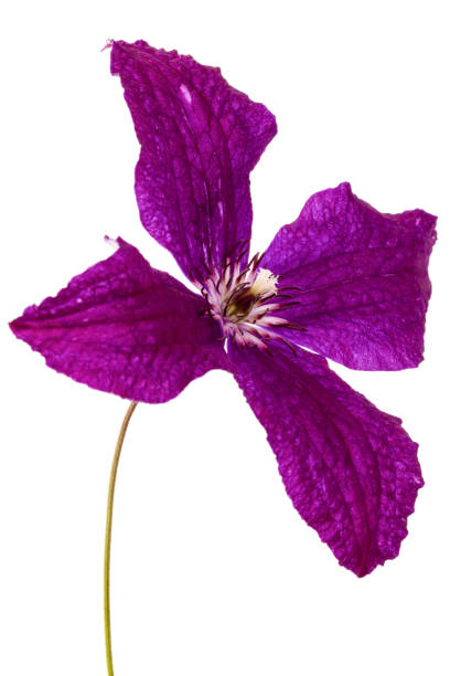 istock Purple clematis flower, isolated on white background 823029592
