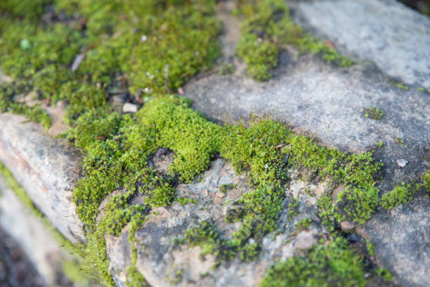 istock National Botanical Gardens, Canberra, Australia 823053246