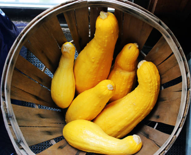 zbliżenie crookneck squash w okrągłym koszu z obręczą - crookneck squash zdjęcia i obrazy z banku zdjęć