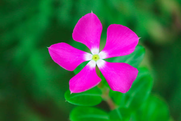 istock butterfly on flower at Thailand 823066330