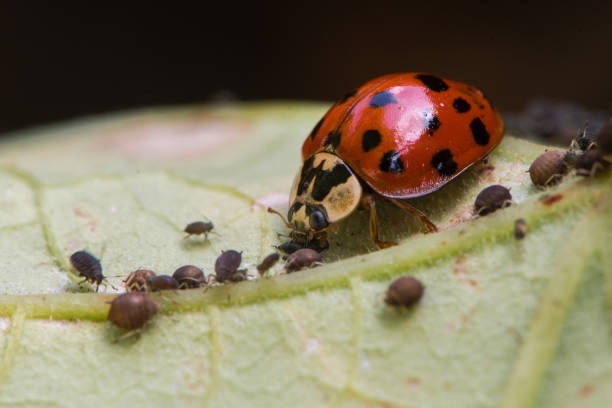 Harlequin ladybird (Harmonia axyridis) adult eating aphid Predatory beetle in family Coccinellidae feeding on blackfly aphid stock pictures, royalty-free photos & images