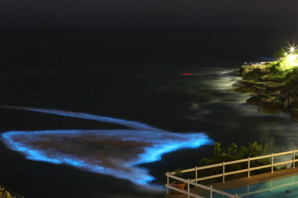 Lurline Bay at night, Sydney Australia. A rare bioluminescent algal bloom at night at Lurline Bay, Sydney Australia. bioluminescence water stock pictures, royalty-free photos & images