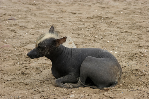 Once treasured by the Incans, there is now a Peruvian hairless dog present at every historical ruin in Peru to respect the old tradition. These dogs require sunscreen to protect them from the harsh sun.