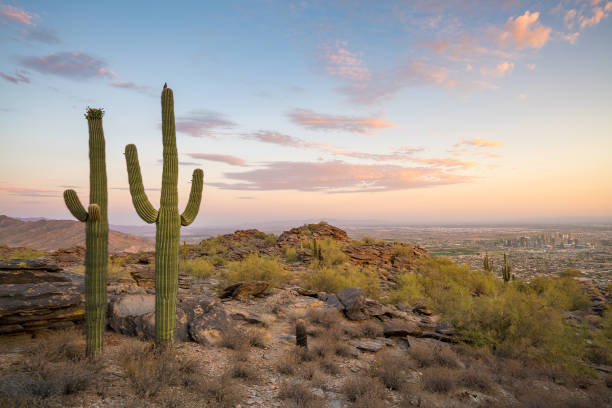 istock View of Phoenix with  Saguaro cactus 823076456