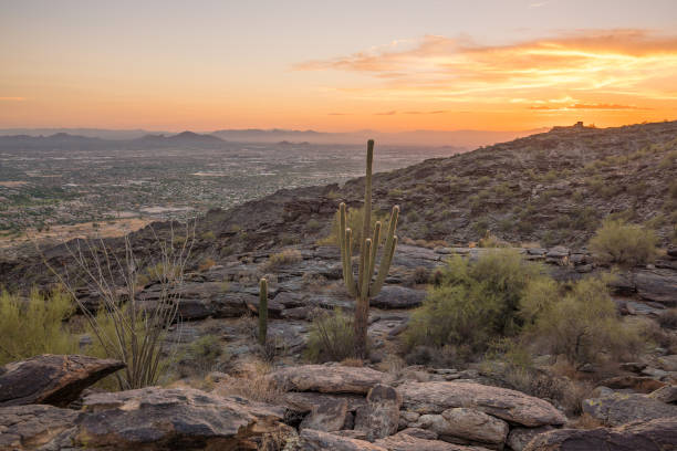 istock View of Phoenix with  Saguaro cactus 823076466