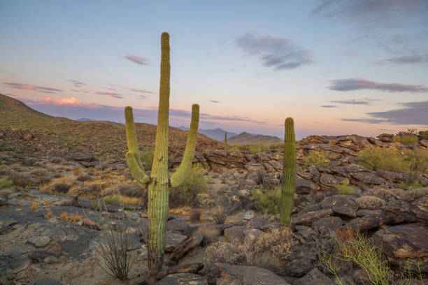 istock View of Phoenix with  Saguaro cactus 823076496