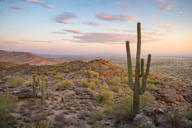 istock View of Phoenix with  Saguaro cactus 823076524