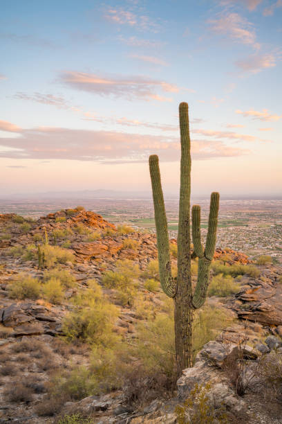 istock View of Phoenix with  Saguaro cactus 823076548