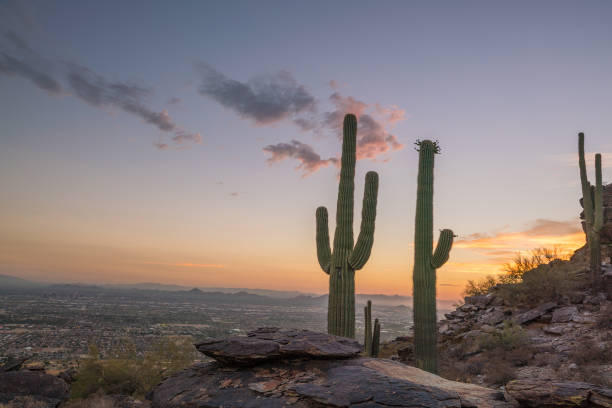 istock View of Phoenix with  Saguaro cactus 823076684
