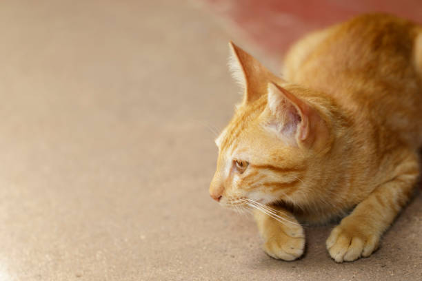 istock Image of a lovely cat. Pet Animal. 823082784