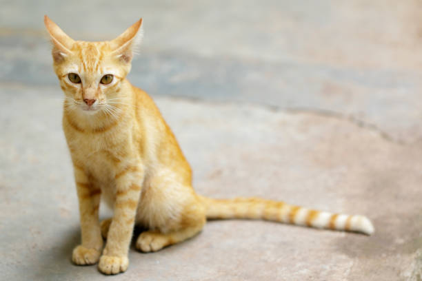 istock Image of a lovely cat. Pet Animal. 823082852