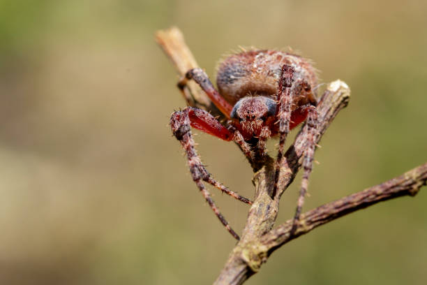 istock Image of Araneus hamiltoni spider(Hamilton's Orb Weaver) on dry branches. Insect Animal 823082962