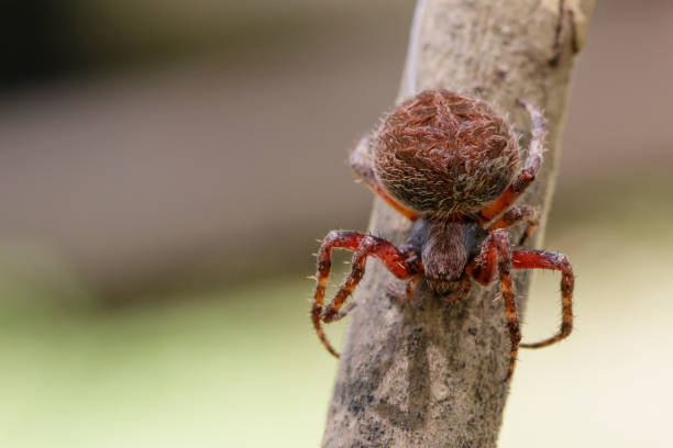 istock Image of Araneus hamiltoni spider(Hamilton's Orb Weaver) on dry branches. Insect Animal 823082996