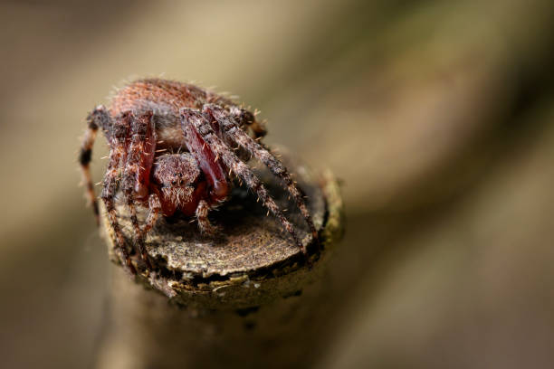 istock Image of Araneus hamiltoni spider(Hamilton's Orb Weaver) on dry branches. Insect Animal 823082998