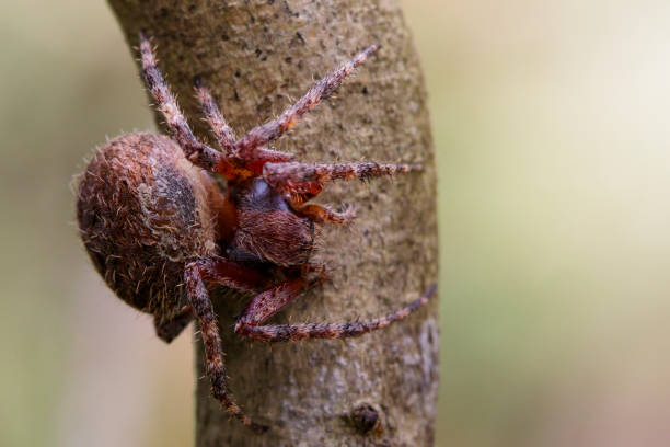 istock Image of Araneus hamiltoni spider(Hamilton's Orb Weaver) on dry branches. Insect Animal 823083018