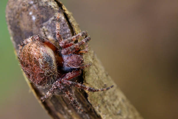 istock Image of Araneus hamiltoni spider(Hamilton's Orb Weaver) on dry branches. Insect Animal 823083028