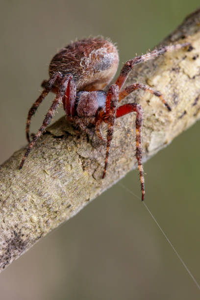 istock Image of Araneus hamiltoni spider(Hamilton's Orb Weaver) on dry branches. Insect Animal 823083046