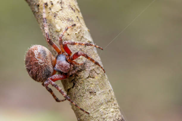 Image of Araneus hamiltoni spider(Hamilton's Orb Weaver) on dry branches. Insect Animal