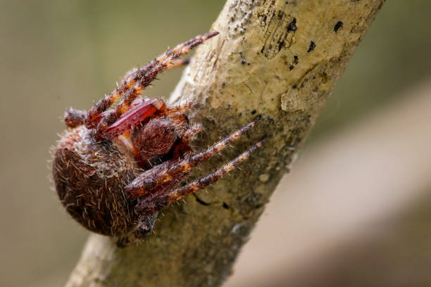 istock Image of Araneus hamiltoni spider(Hamilton's Orb Weaver) on dry branches. Insect Animal 823083058