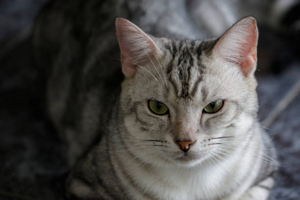 istock Image of a lovely cat. Pet Animal. 823083094