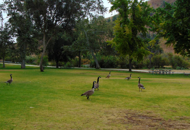 istock Geese at a Public Park in Orange County 823088992