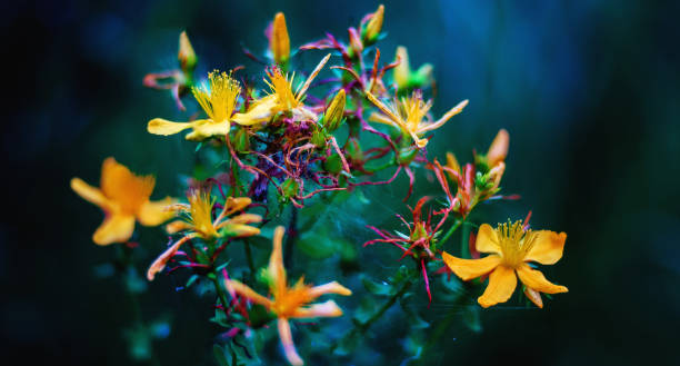 сент-джонс сусло - st johns wort стоковые фото и изображения