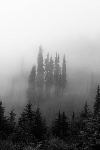 istock Group of Trees in Mt. Rainier National Park 823111842