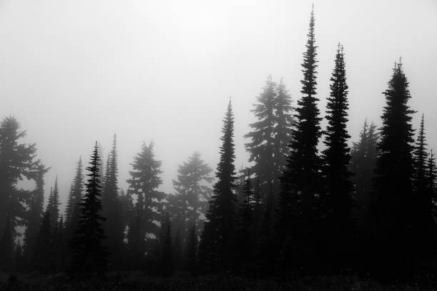 istock Tree Silhouettes in Mt. Rainier National Park 823111876