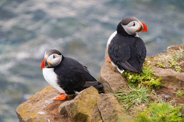 istock Atlantic Puffin in Latrabjarg cliffs, Iceland. 823126196