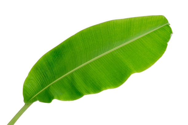 istock banana leaf isolated on white background 823134462