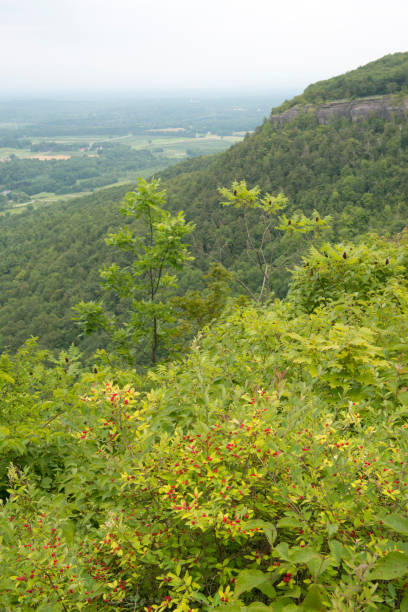 istock Summer scenery at Thacher State Park 823145188