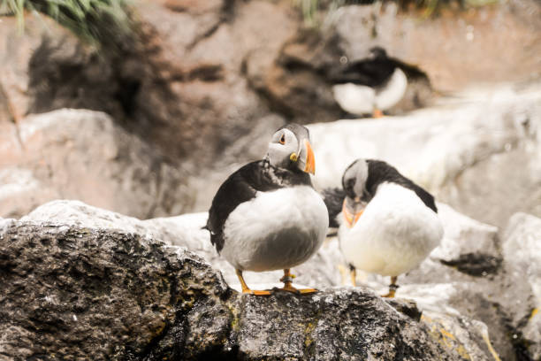 foto bild des wilden pinguin tiere vogel spielen - antarctica penguin bird animal stock-fotos und bilder