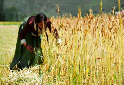 Tibetan women harvest barley