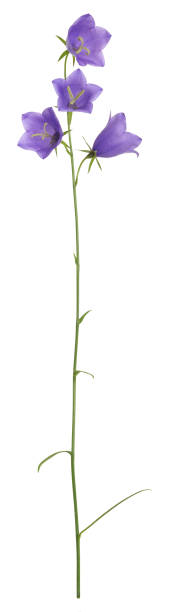 istock Blooming peach-leaved bellflower, Campanula persicifolia isolated on white background 823160978