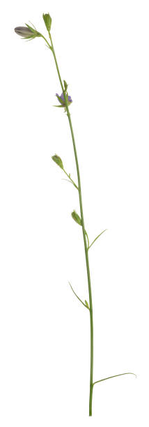 istock Peach-leaved bellflower, Campanula persicifolia not yet in bloom isolated on white background 823160980