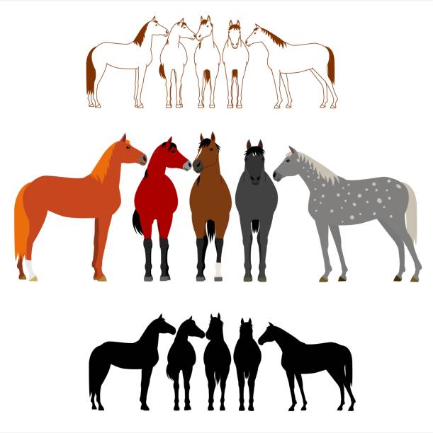 illustrations, cliparts, dessins animés et icônes de ensemble de groupe de cheval - livestock horse bay animal