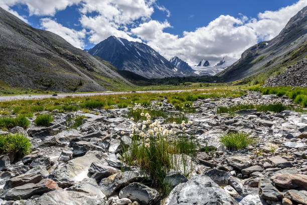 istock mountains glacier flowers stones summer 823173184