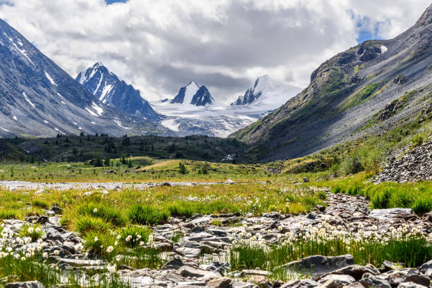 istock mountains glacier flowers stones summer 823173204