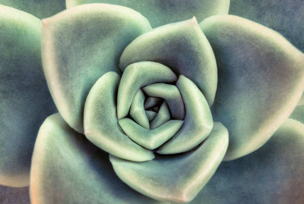 Close up Succulent Top view, close up view of a succulent plant vetplant stock pictures, royalty-free photos & images