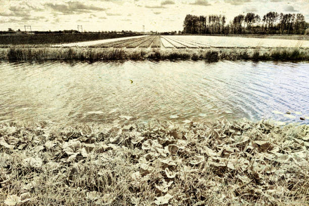 Fields of blooming tulip flowers in Nethrlands. Assorted flowers in a Dutch spring garden near the drainage canal. Vintage style toned picture