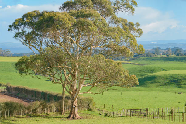 istock View of rural landscape, Eucalyptus tree 823174260