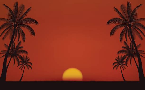 illustrations, cliparts, dessins animés et icônes de palmier de silhouette sur la plage sous fond de ciel coucher de soleil - tropical climate florida backgrounds island