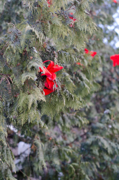 istock Red ribbon in pine 823196460